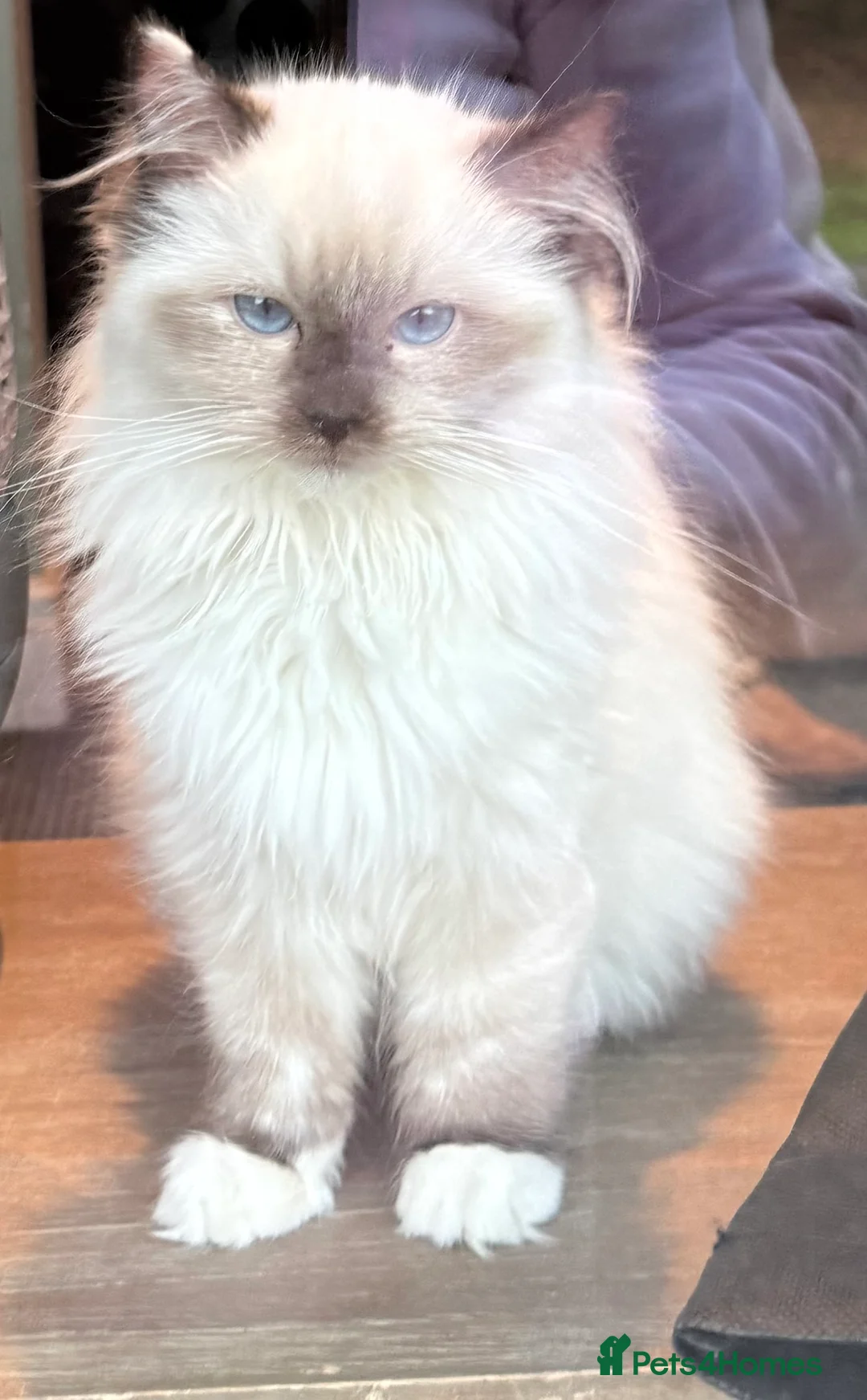 Ragdoll cats for sale: Ready Now  GCCF/TICA Purebred Reg Ragdoll Kittens - Advert 20