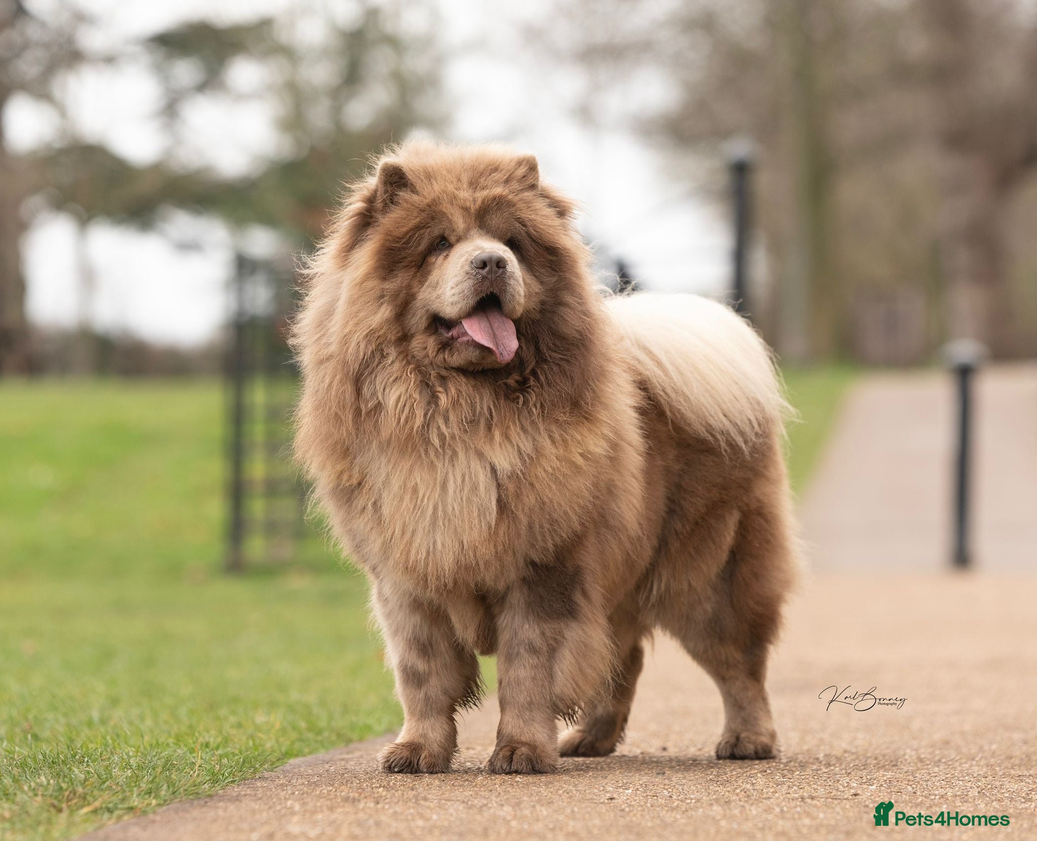Chow Chow dogs lilac melre chow chow stud in Doncaster - Advert 5