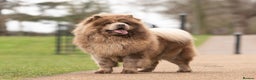 Chow Chow dogs for stud: lilac melre chow chow stud in Doncaster - Advert 1