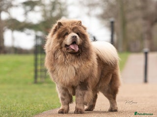 Chow Chow dogs in Doncaster - Advert 2