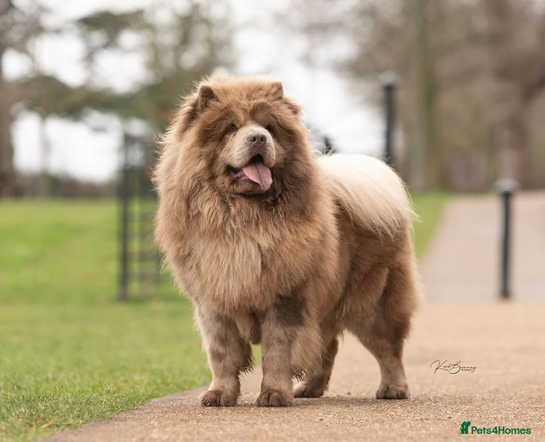 Chow Chow dogs for stud: lilac melre chow chow stud in Doncaster - Advert 1