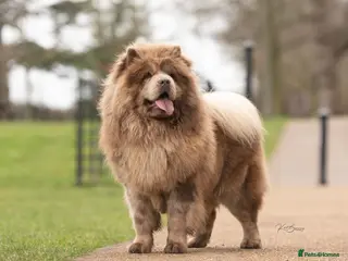 Chow Chow dogs lilac melre chow chow stud in Doncaster - Advert 4