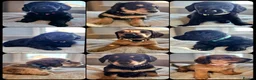 Mixed Breed dogs for sale: Dachshund x Labradoodle  - Advert 1