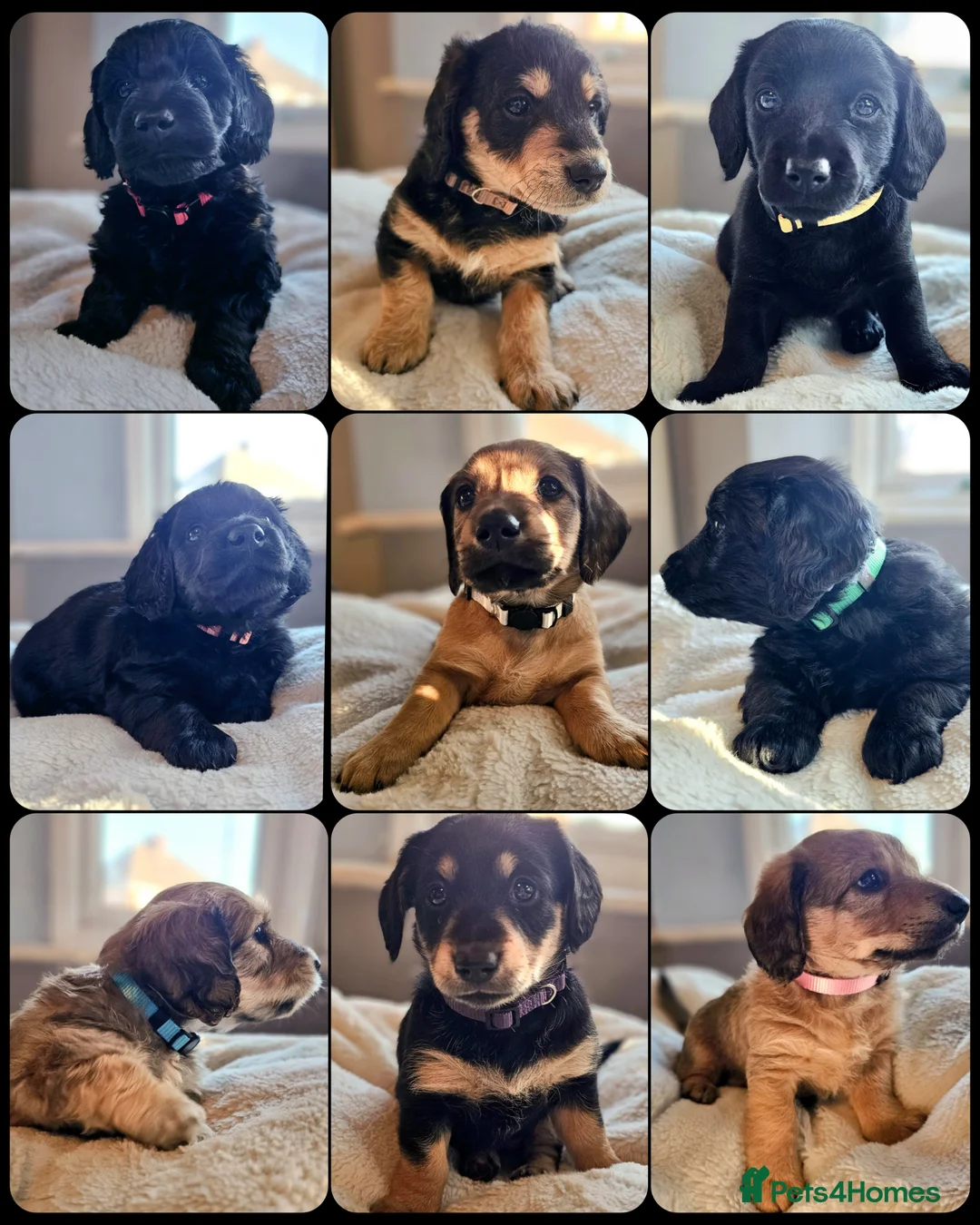 Mixed Breed dogs for sale: Dachshund x Labradoodle  - Advert 1