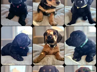 Mixed Breed dogs Dachshund x Labradoodle - Advert 16