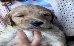 Labradoodle dogs for sale: F1b Labradoodle puppies - Image 14