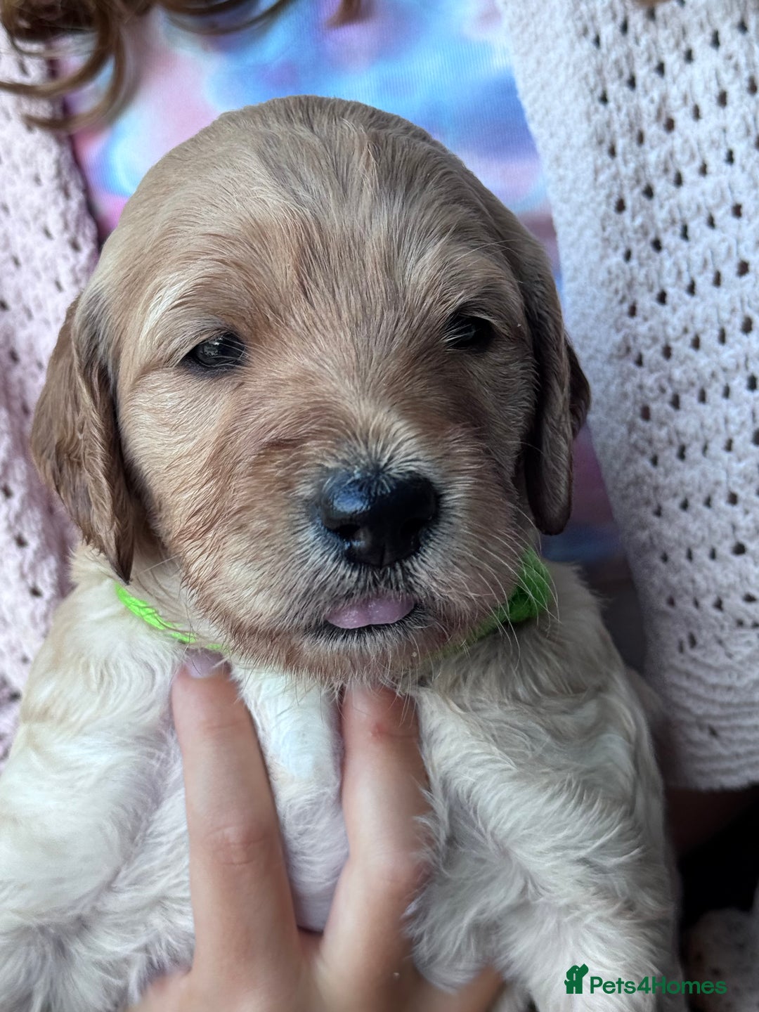 Labradoodle dogs for sale: F1b Labradoodle puppies - Image 14