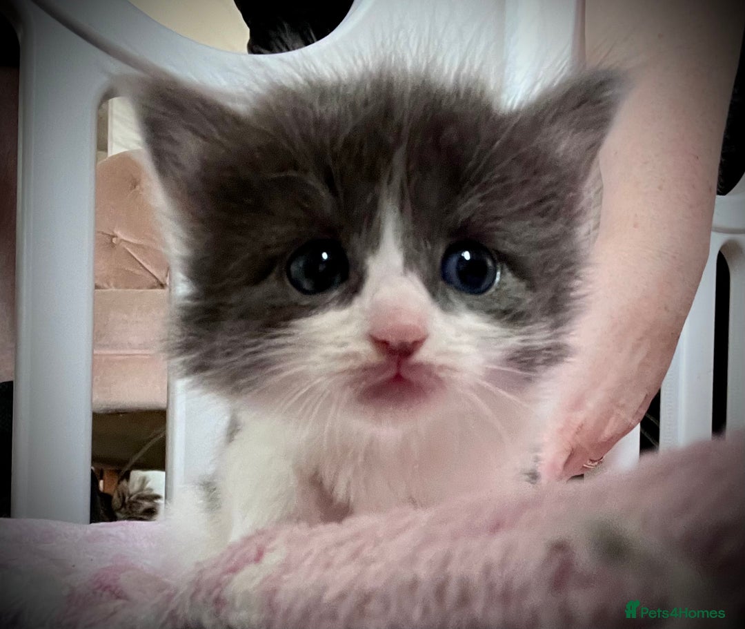 Ragdoll cats for sale: Beautiful ragdoll/blue Russian  - Image 8