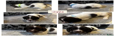 English Springer Spaniel 1