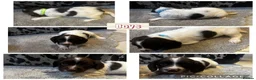 English Springer Spaniel dogs for sale: Springer spaniel puppies  - Advert 3