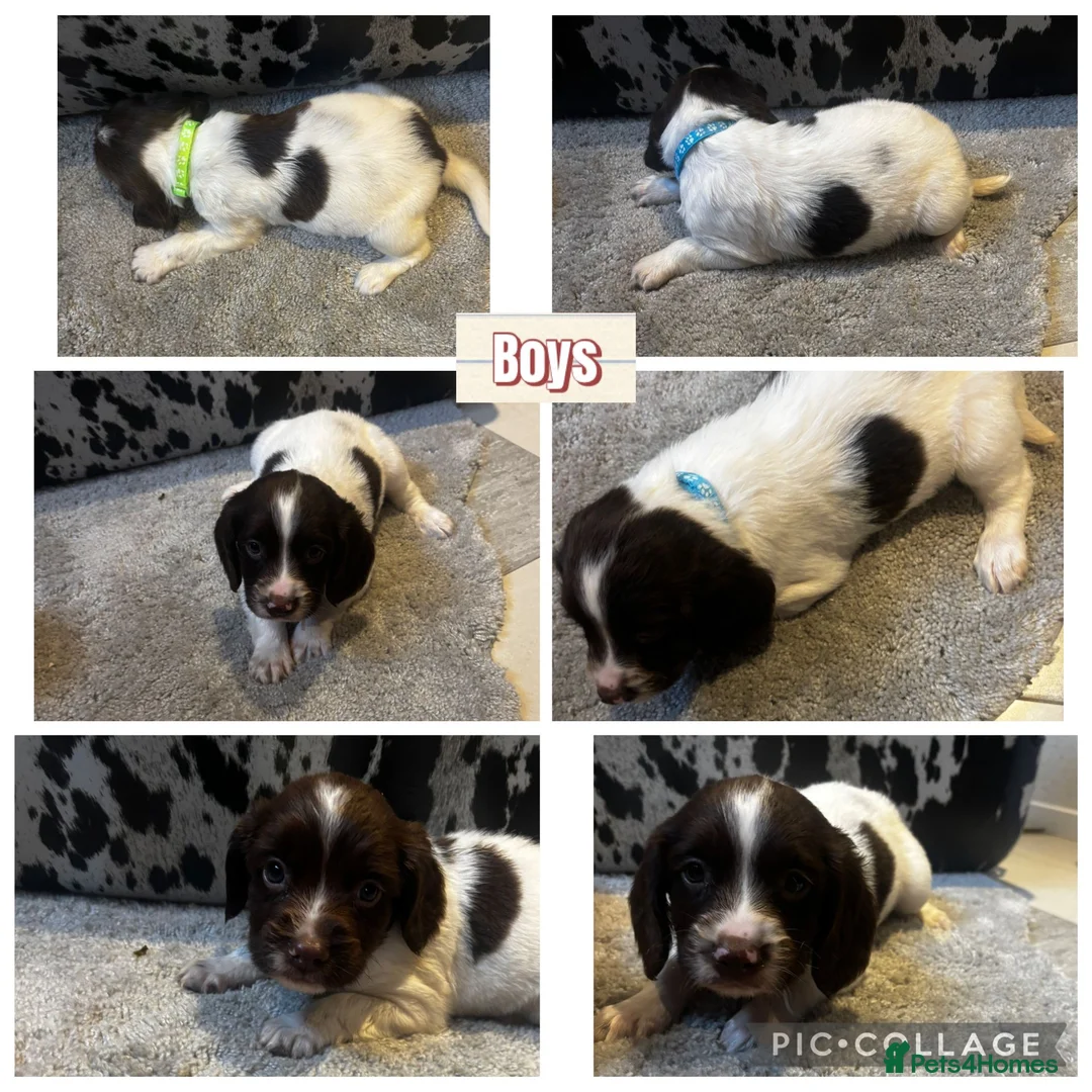 English Springer Spaniel dogs for sale: Springer spaniel puppies  - Advert 3