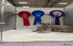 Scottish Fold cats for stud: Lilac British Shorthair Stud in Derby - Image 4