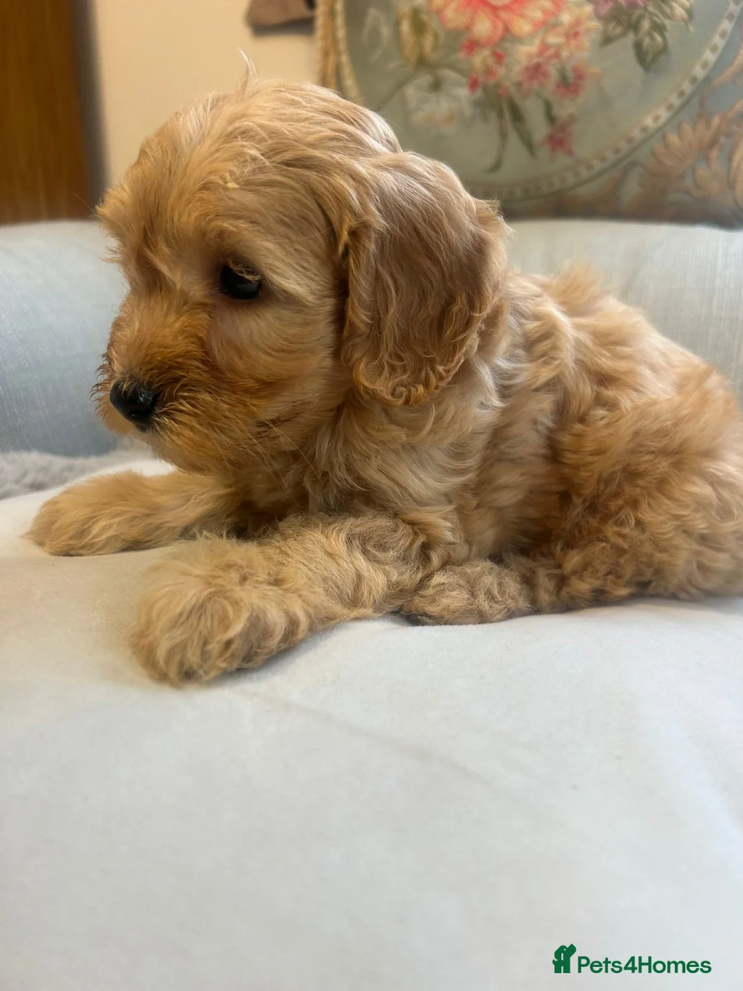 Cockapoo dogs for sale: Beautiful babies available  - Advert 21