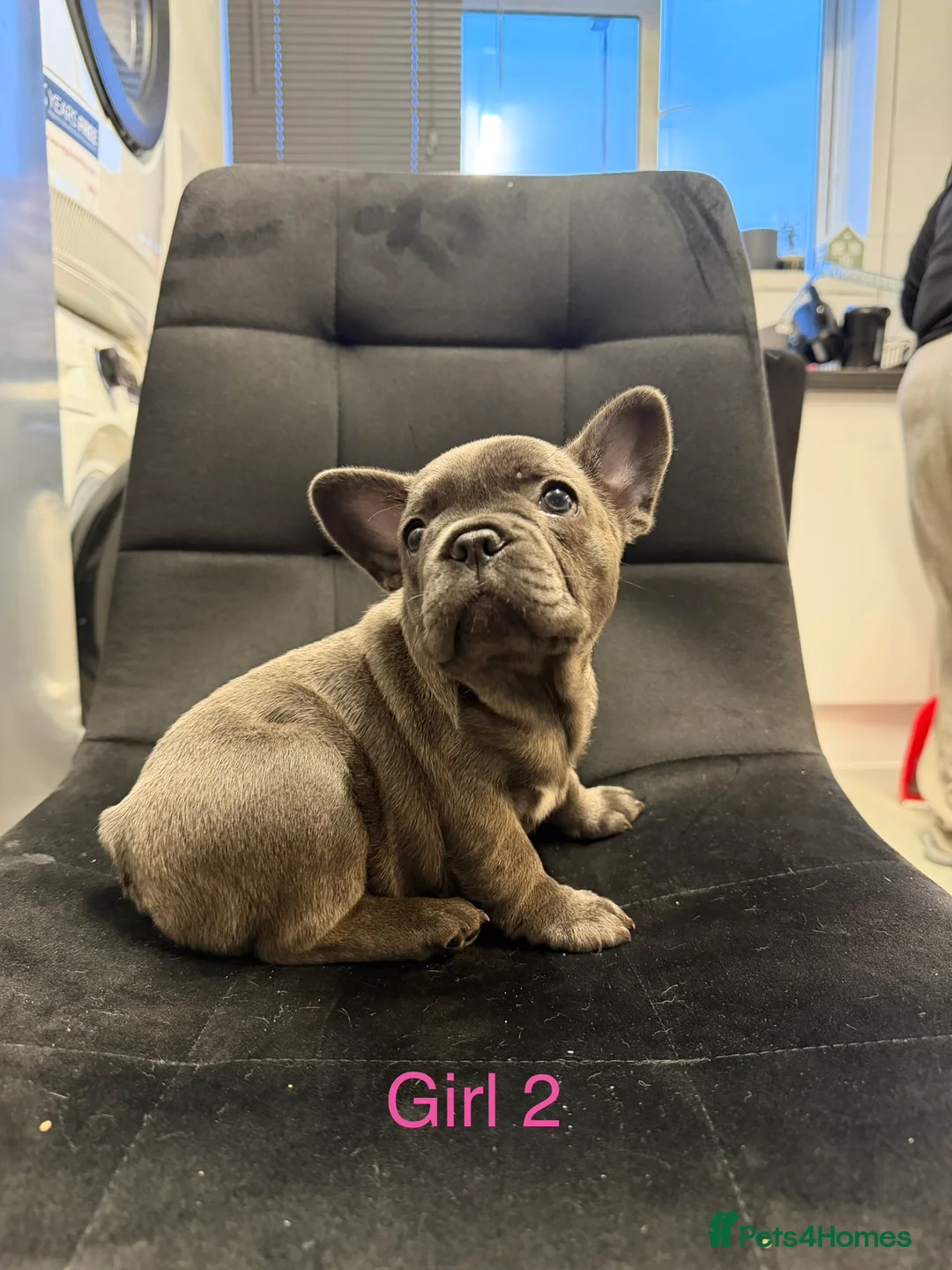 French Bulldog dogs for sale: FrenchBulldog Puppies  - Advert 12