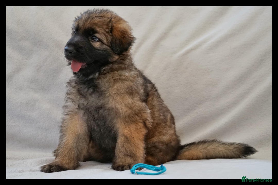 German Shepherd dogs for sale: German Shepherd Puppies - Image 29