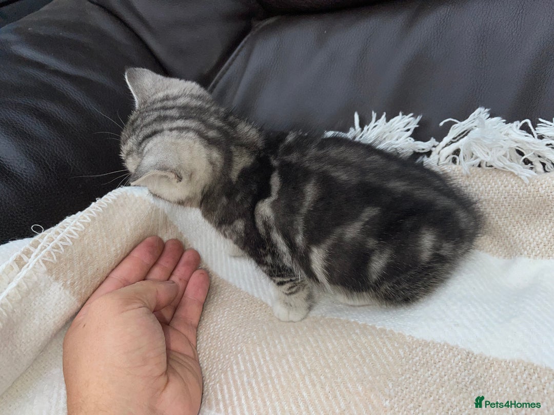 British Shorthair cats for sale: Ready to go - Image 4