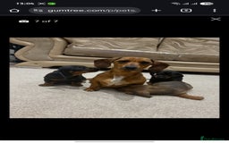 Miniature Dachshund dogs for sale: STUNNING MINIATURE DACHSHUND PUPPIES  - Image 2