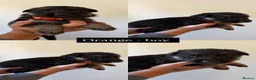 German Shepherd dogs for sale: German shepherd puppies in Sheffield - Advert 5