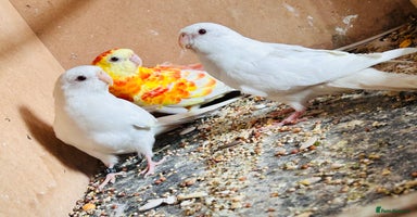 Parakeets birds - Advert 3