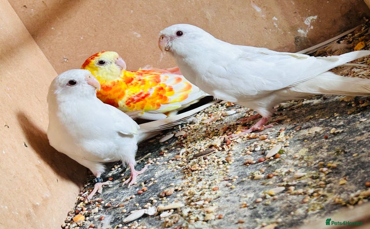 Parakeets birds - Advert 13