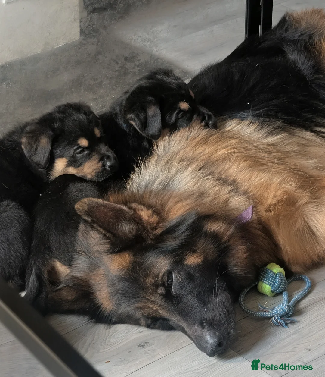 Mixed Breed dogs for sale: German Shepherd Cross Puppies  - Advert 16