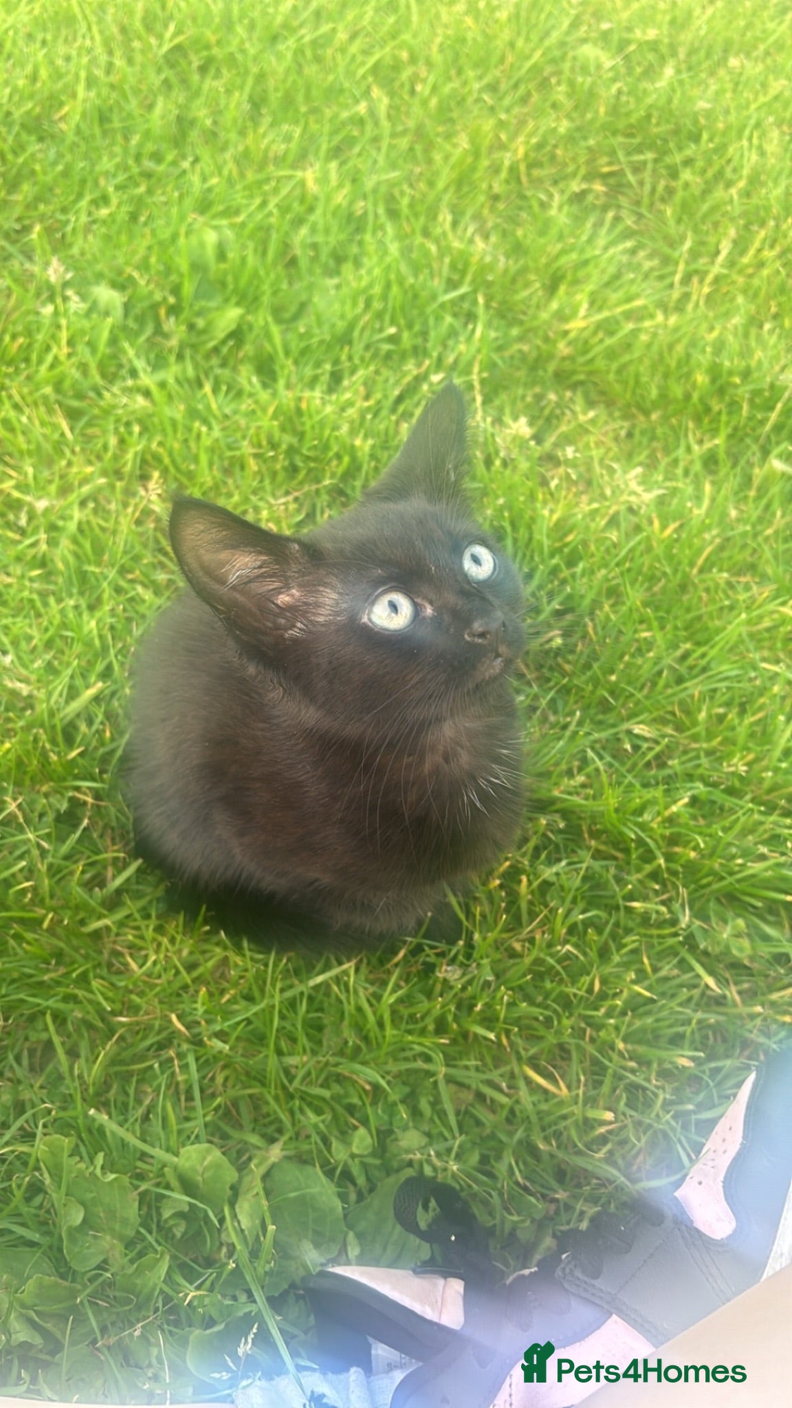 Mixed Breed cats Beautiful black kitten - Advert 2