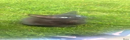 Mixed Breed cats for sale: Beautiful black kitten - Advert 1