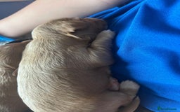 Mixed Breed dogs for sale: 5 Beautiful Cockapoo Girls ready  - Image 12
