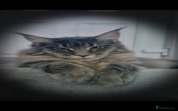 Maine Coon cats for sale: Maine coon kittens  - Image 7