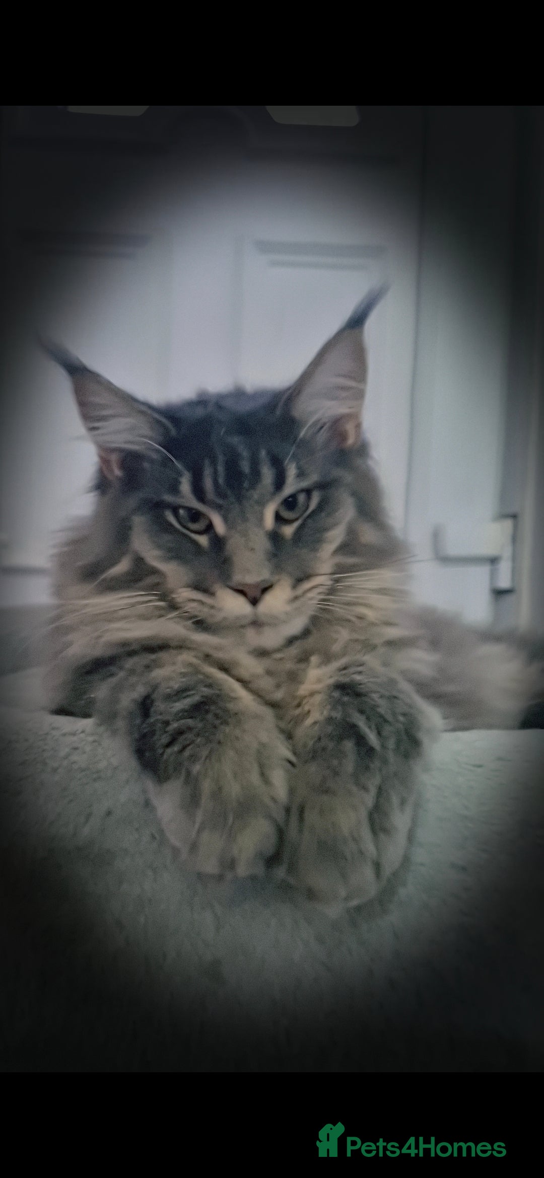 Maine Coon cats for sale: Maine coon kittens  - Image 7