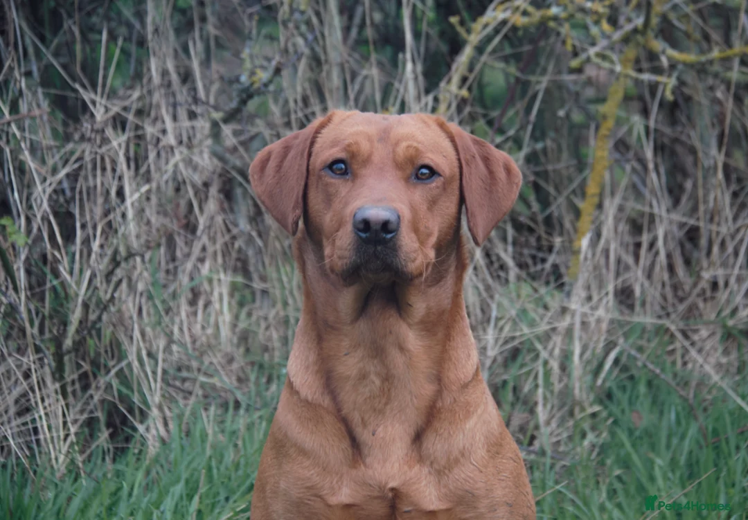Labrador Retriever dogs for stud: Dark Red Fox Labrador Stud Dog in Ellesmere - Advert 7