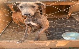 Lurcher dogs for sale: Collie Whippet grey x bull greyhound  - Image 7
