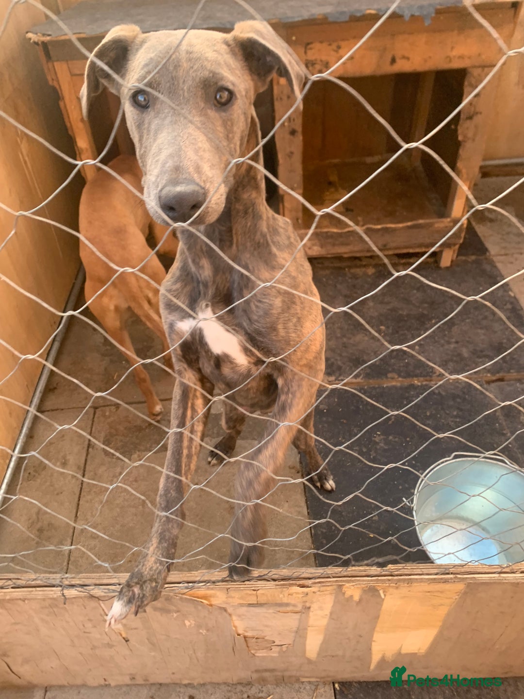 Lurcher dogs for sale: Collie Whippet grey x bull greyhound  - Image 7