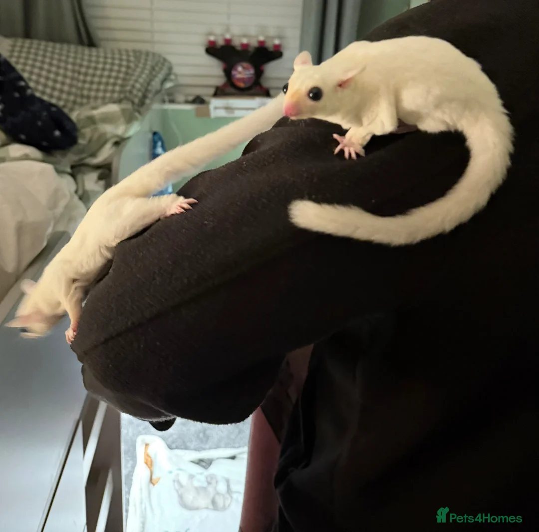 Sugar Glider rodents for sale: Pair of sugar gliders  in Widnes - Advert 2