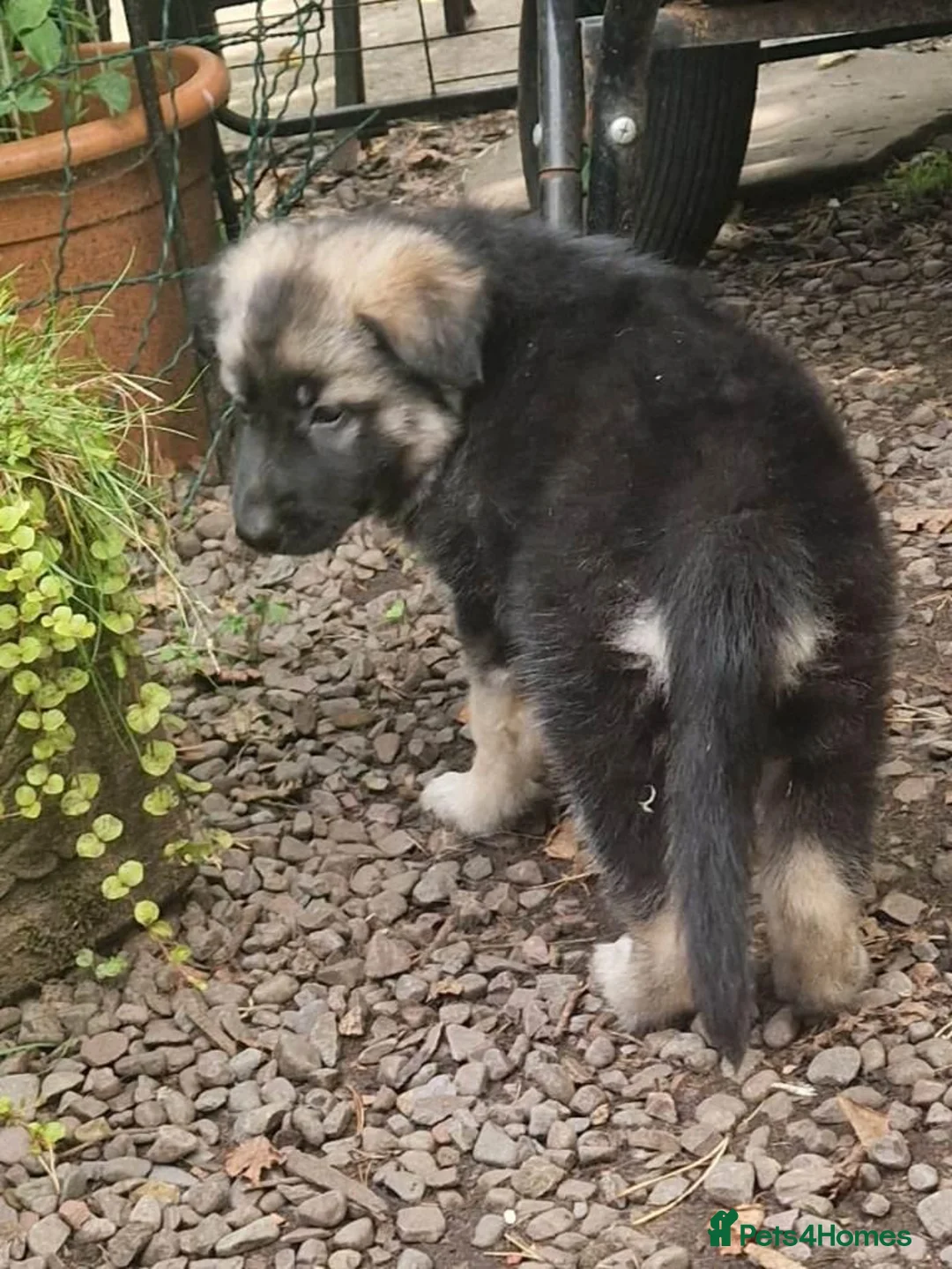German Shepherd dogs for sale: German Shepherd Puppies for Sale - Advert 2
