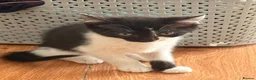 British Shorthair cats for sale: 4 black + white female kittens - Advert 35