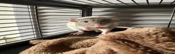 Rat rodents for sale: Four Male Dumbo Rats in Great Yarmouth - Advert 2