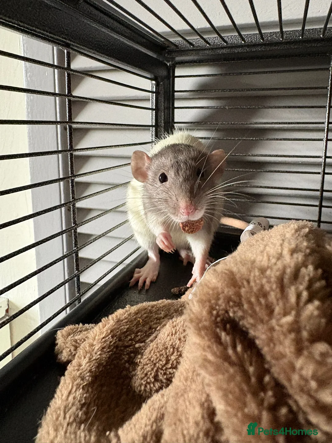 Rat rodents for sale: Four Male Dumbo Rats in Great Yarmouth - Advert 2