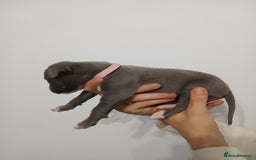 Lurcher dogs for sale: Bull Greyhound - Image 8
