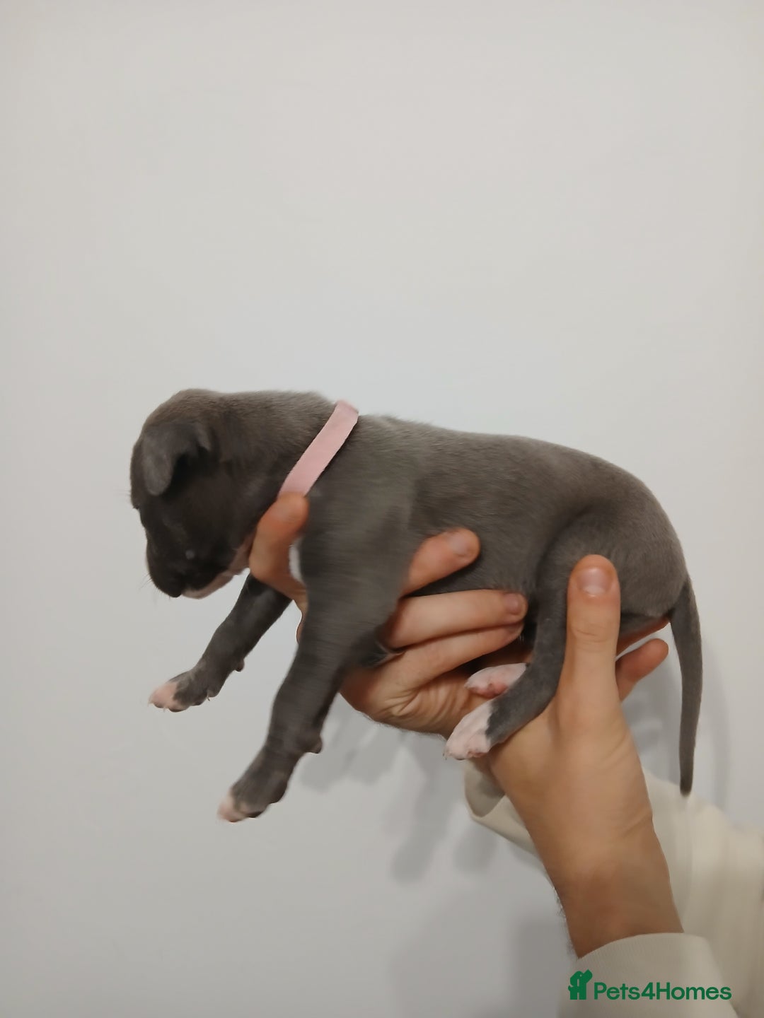 Lurcher dogs for sale: Bull Greyhound - Image 8