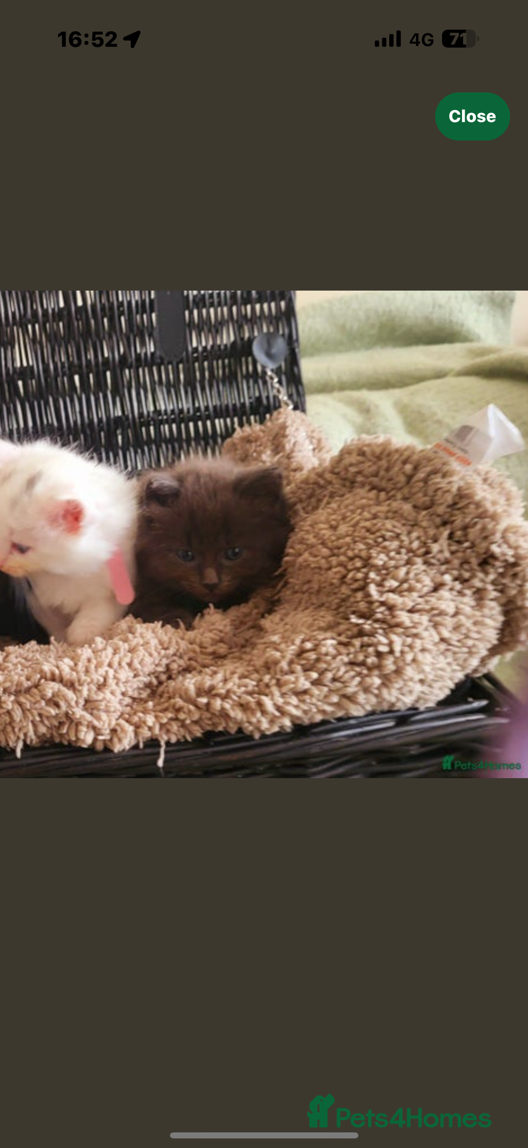 Turkish Angora cats for sale: Grey Turkish Angora Mixed Kitten - Image 2
