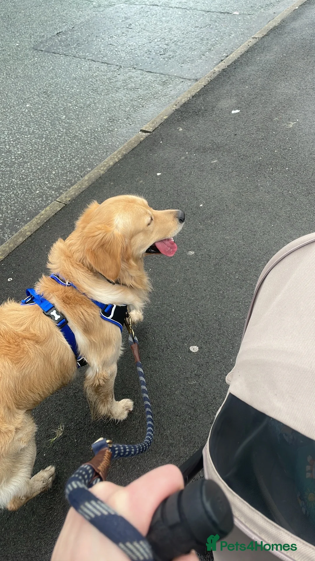 Golden Retriever dogs for sale: Goldie in Manchester - Advert 2