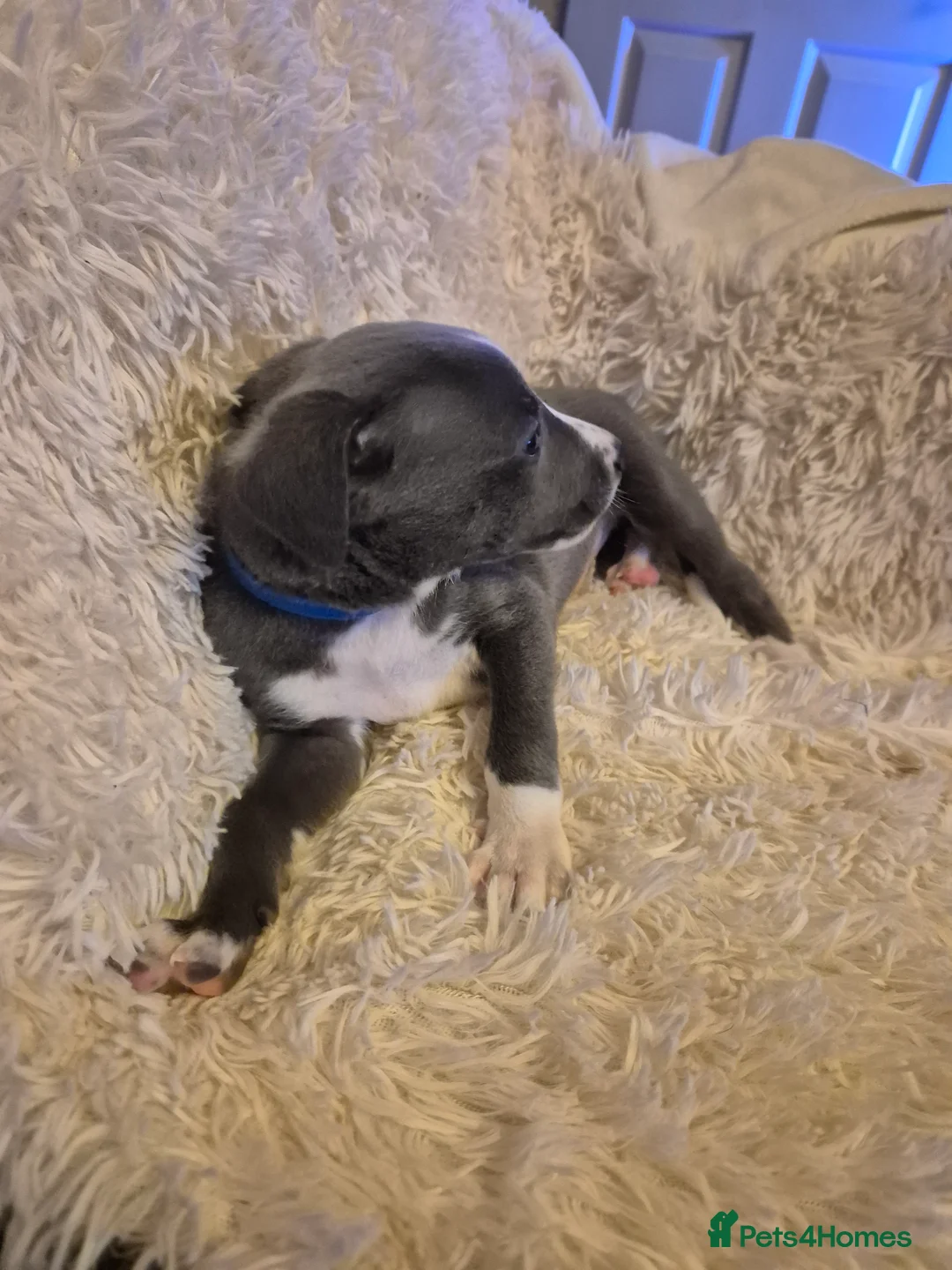 Mixed Breed dogs for sale: ONE BOY PUP LEFT!!! whippet dad and whippet cross - Advert 32