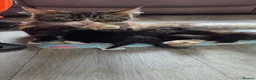 Maine Coon cats for sale: Stunning Full Maine Coon Kittens in Stoke-on-Trent - Advert 10