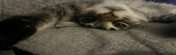 Maine Coon cats for sale: Maine coon boy kitten - Advert 8