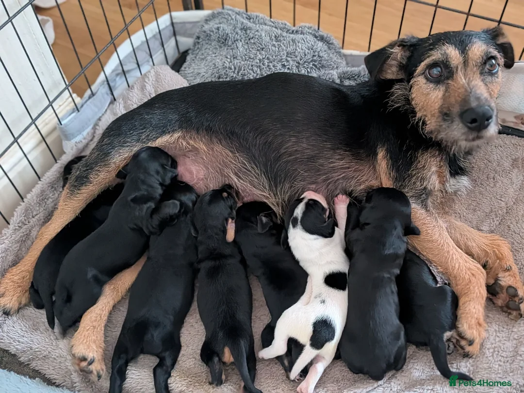 Mixed Breed dogs for sale: Patterdales (cocker/patterdale)  - Advert 1