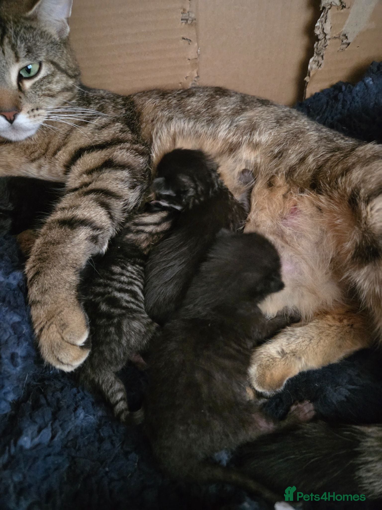 Maine Coon cats Maine Coon x kittens - Advert 1