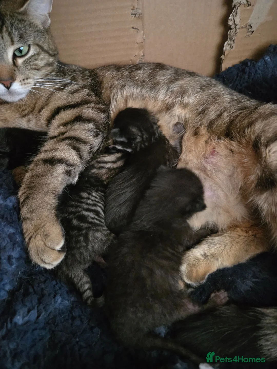Maine Coon cats for sale: Maine Coon x kittens - Advert 1