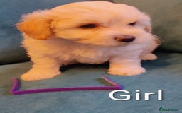 Poochon dogs for sale: Beautiful Pooches puppies  - Image 3