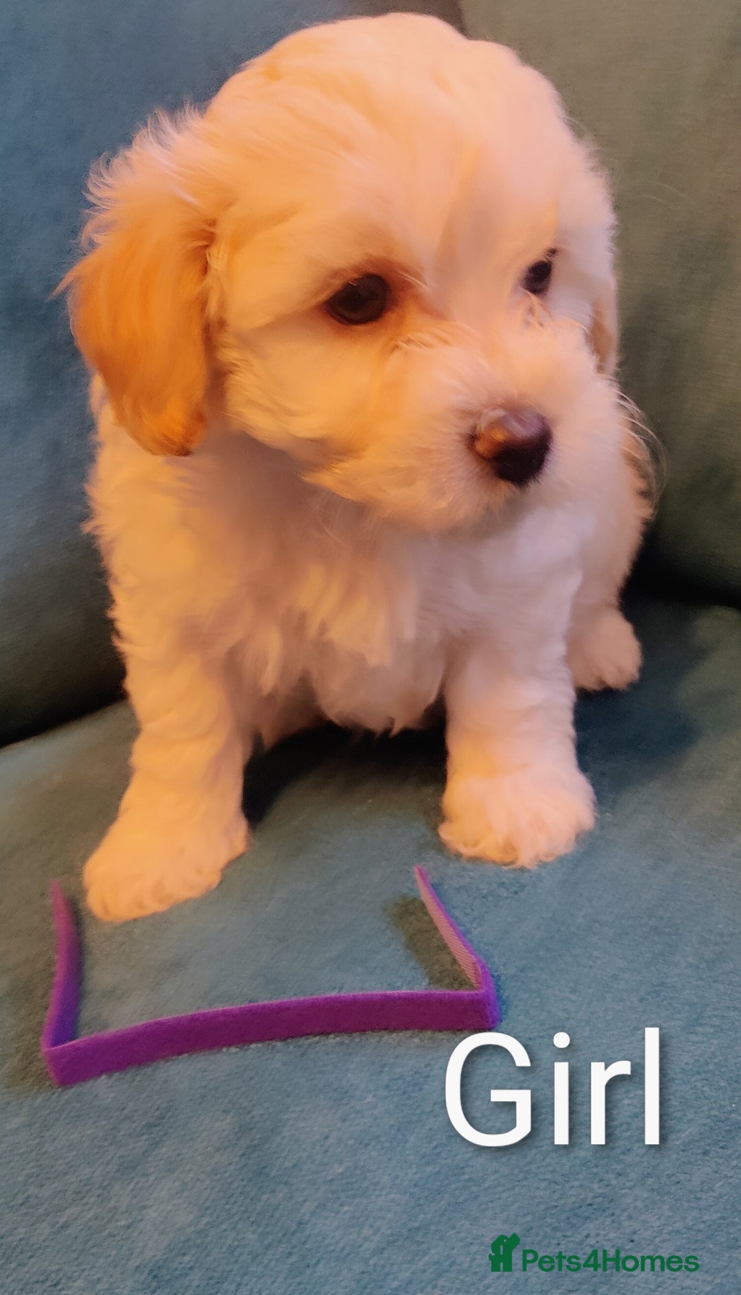 Poochon dogs for sale: Beautiful Pooches puppies  - Image 3